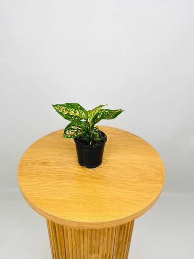 Aglaonema Anyamanee | Uprooted