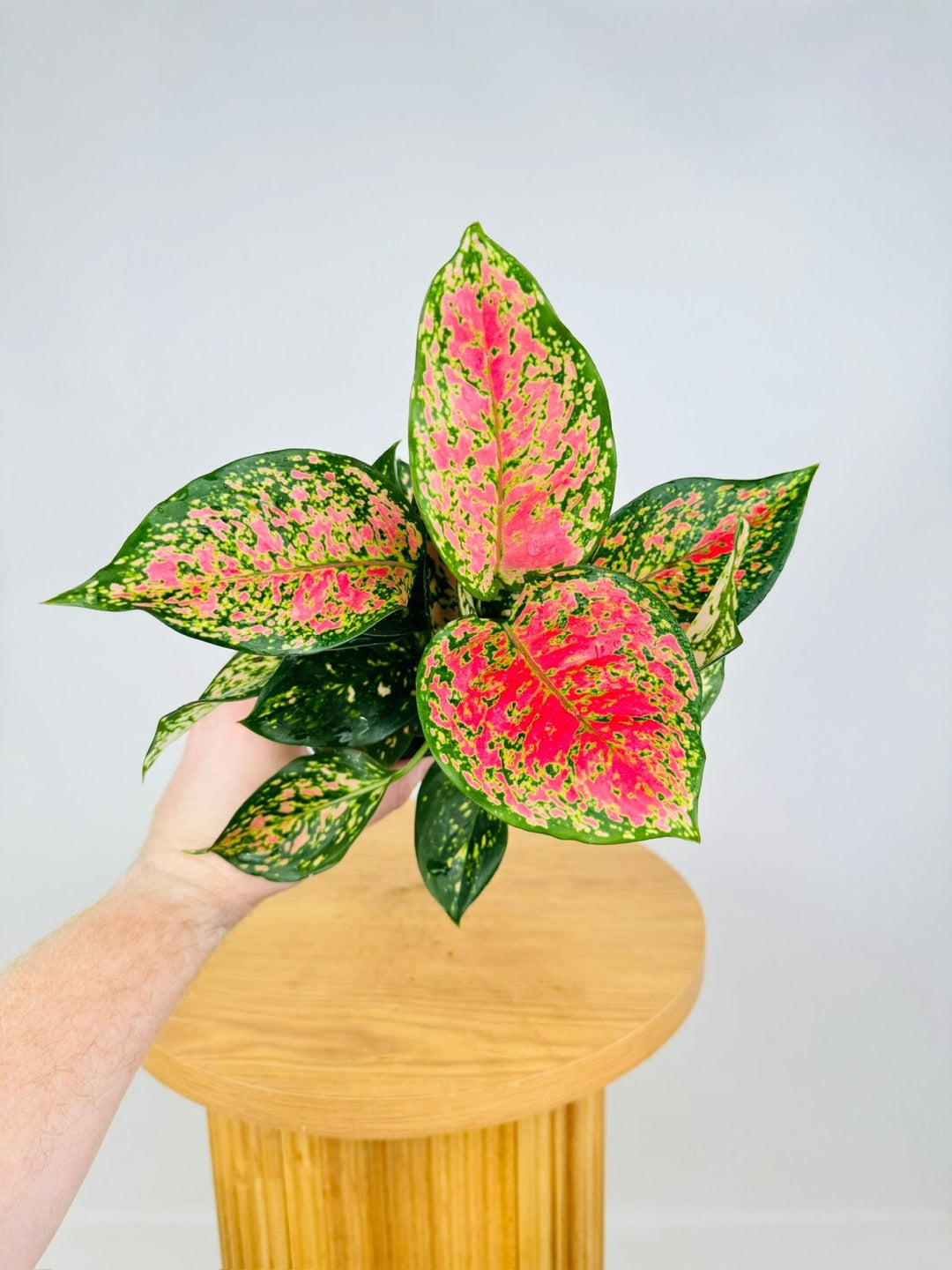 aglaonema anyamanee care Aglaonema Anyamanee | Uprooted