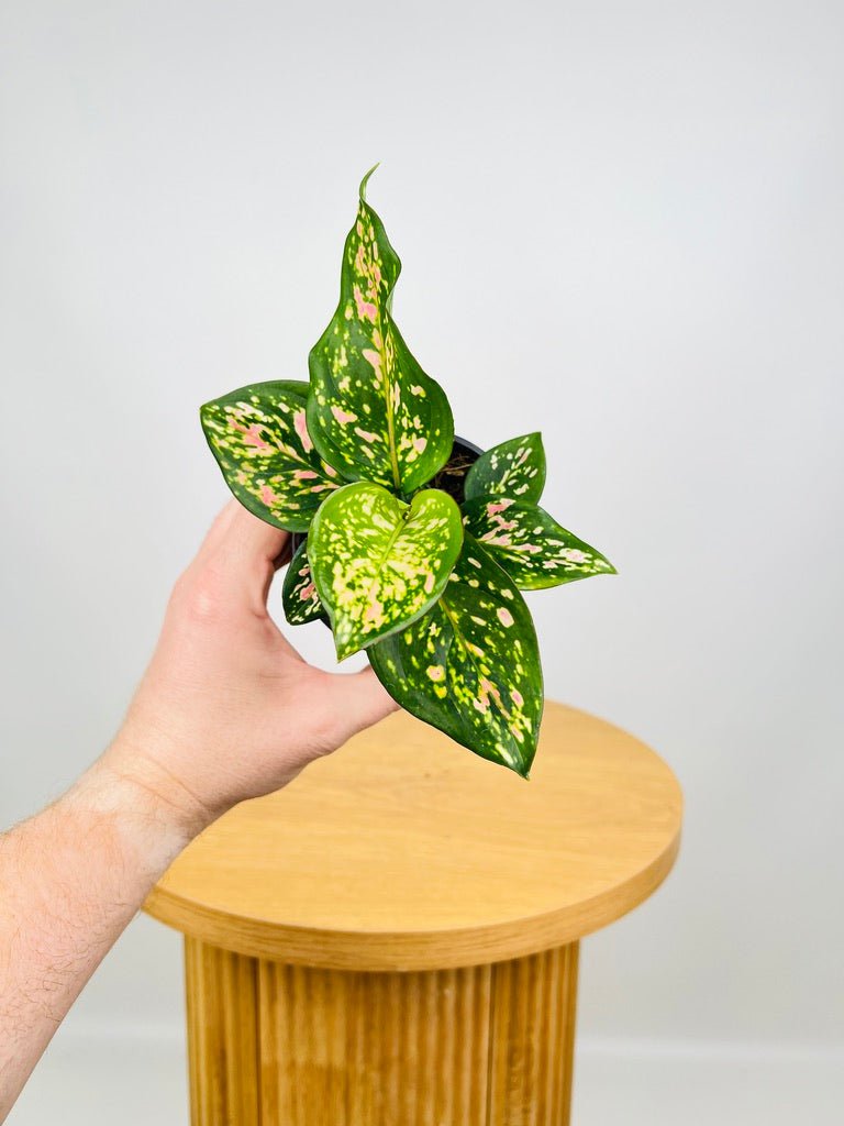 Aglaonema Anyamanee | Uprooted