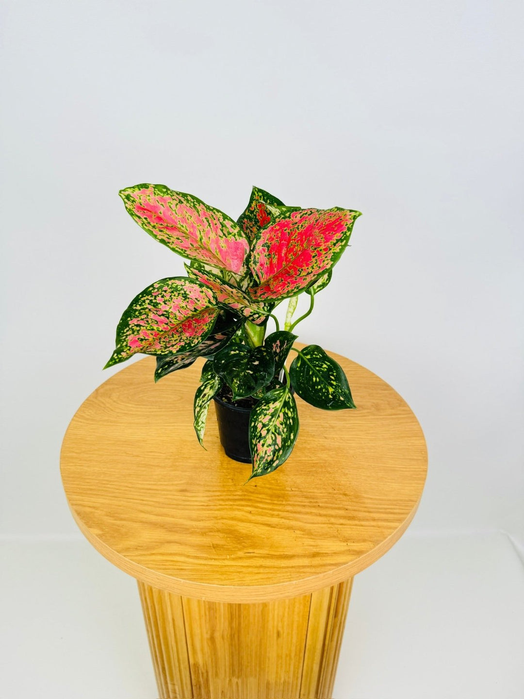 aglaonema red anyamanee Aglaonema Anyamanee | Uprooted
