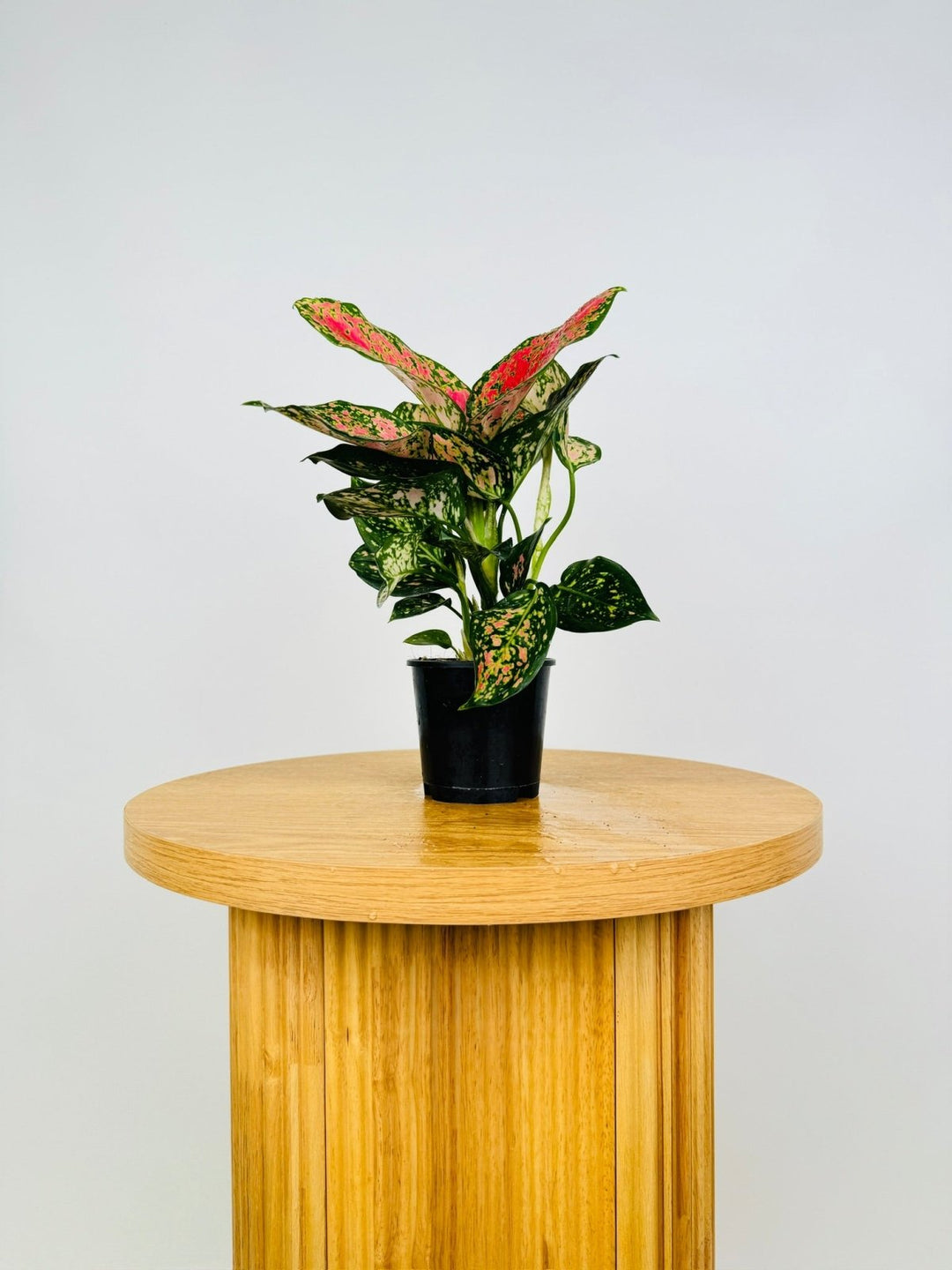 aglaonema buy australia Aglaonema Anyamanee | Uprooted