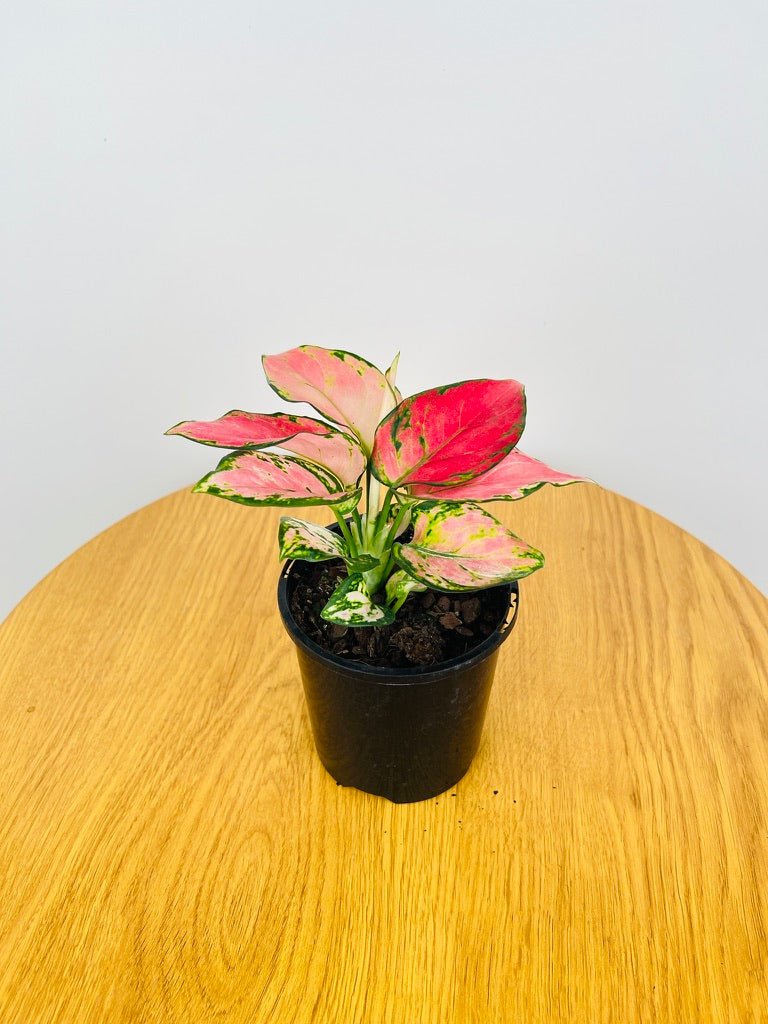 Aglaonema Auspicious Red | Uprooted