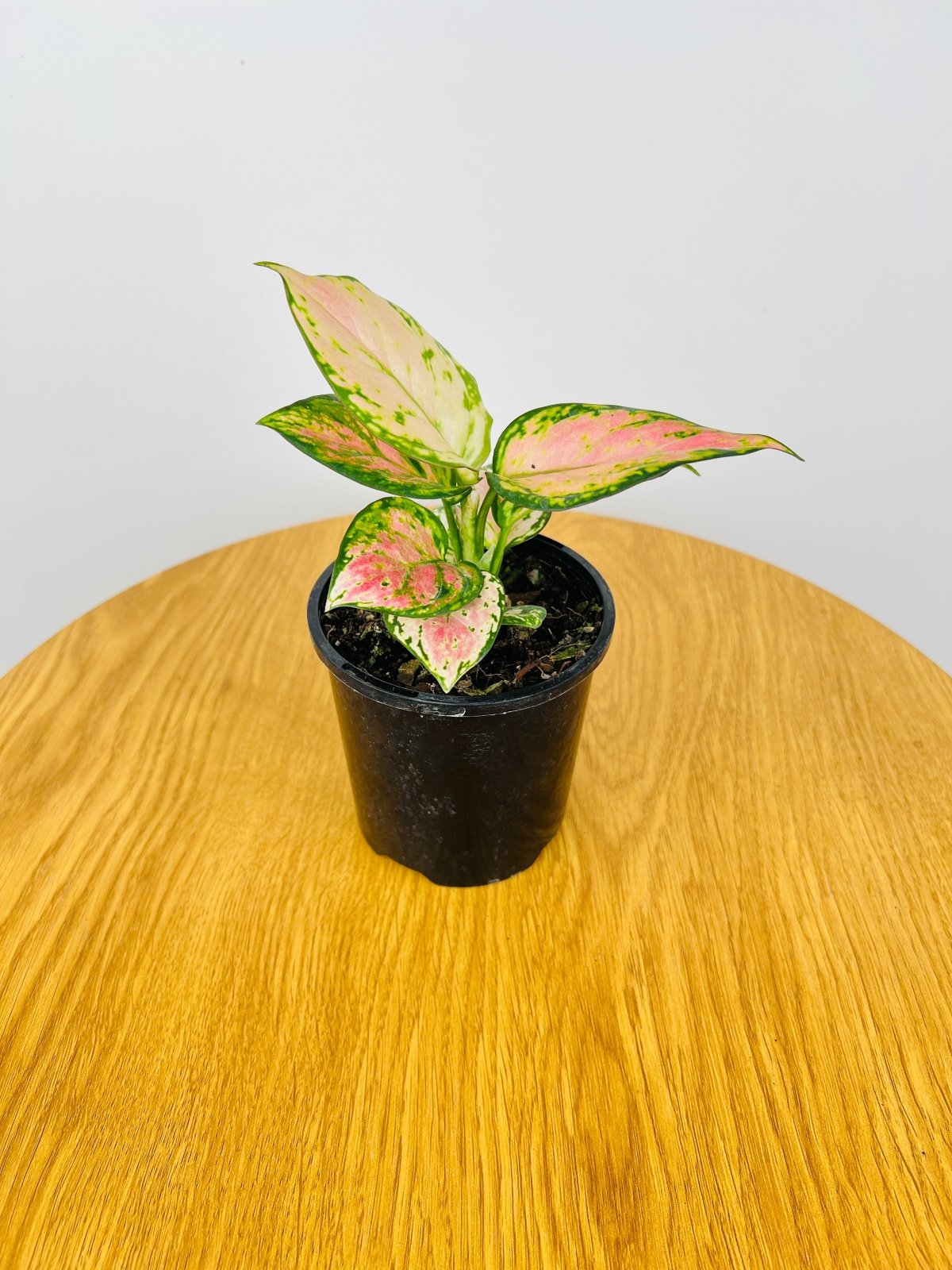 Aglaonema Auspicious Red | Uprooted