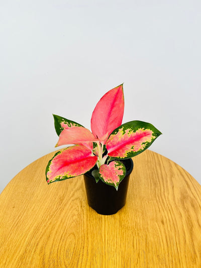 Aglaonema China Red | Uprooted