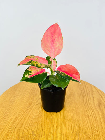 Aglaonema China Red | Uprooted