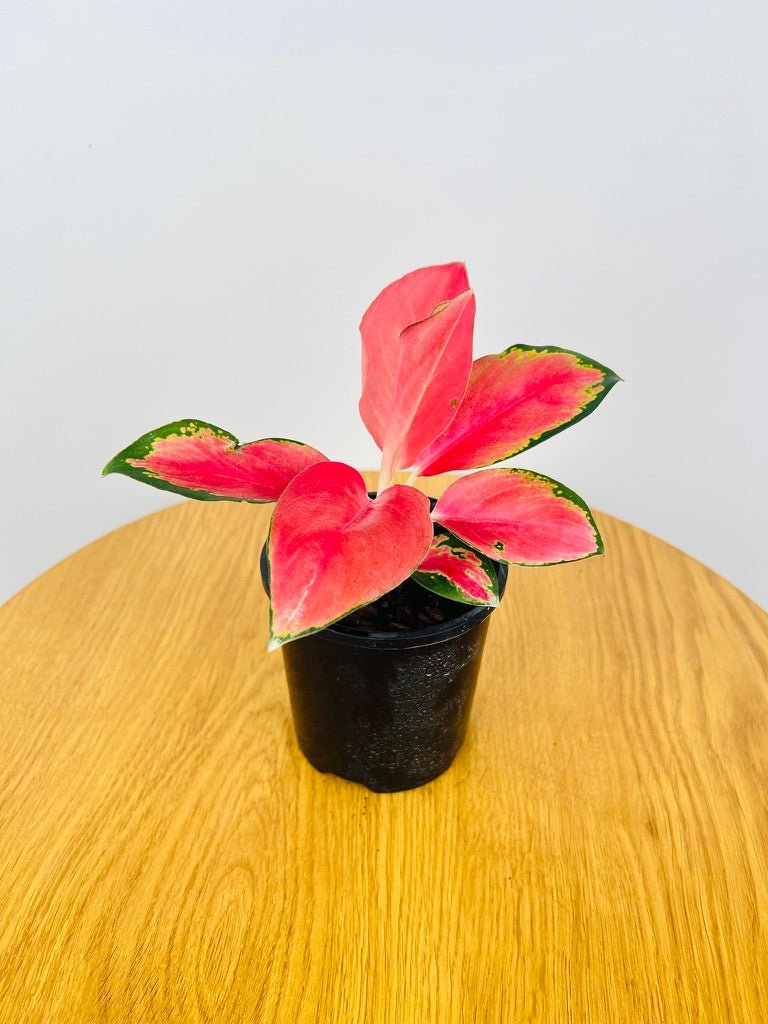 aglaonema chinese red Aglaonema China Red | Uprooted