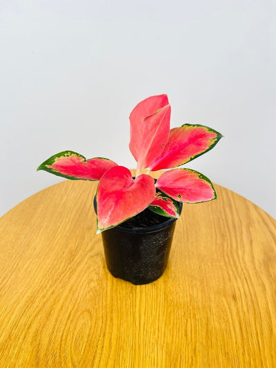 Aglaonema China Red | Uprooted