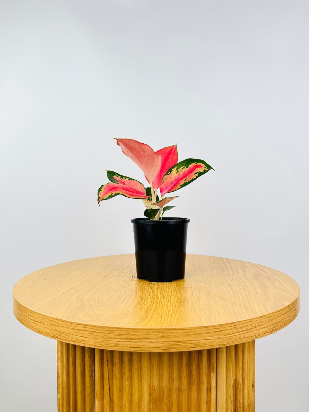 aglaonema china Aglaonema China Red | Uprooted