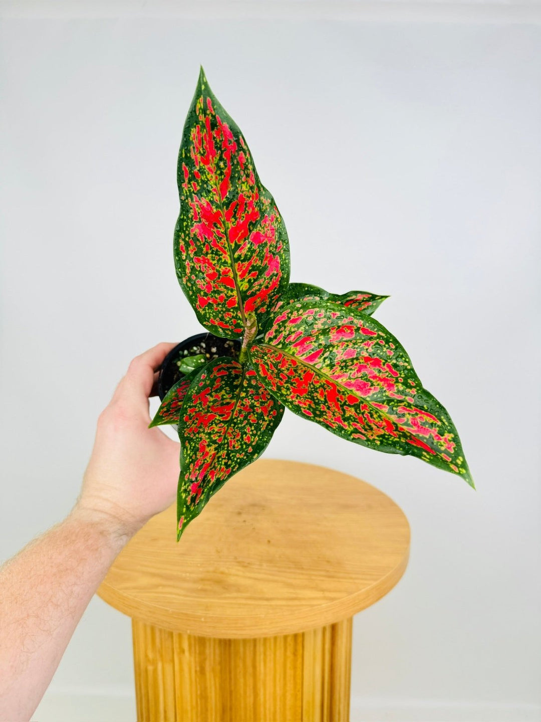 aglaonema commutatum malay beauty Aglaonema Commutatum - Dang Mongkol | Uprooted