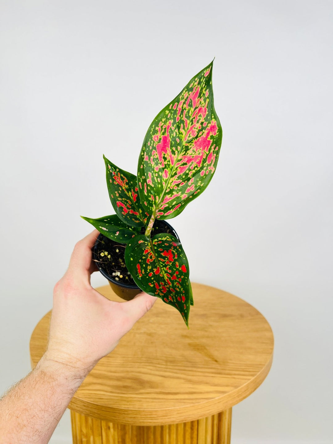 aglaonema commutatum pink moon Aglaonema Commutatum - Dang Mongkol | Uprooted