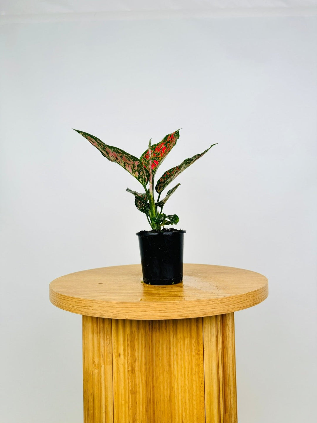 aglaonema for sale australia Aglaonema Commutatum - Dang Mongkol | Uprooted