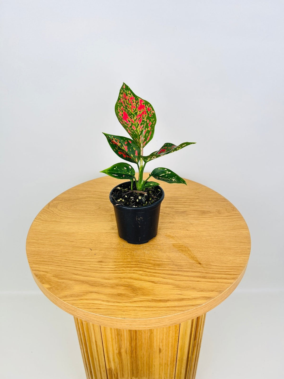 aglaonema australia Aglaonema Commutatum - Dang Mongkol | Uprooted
