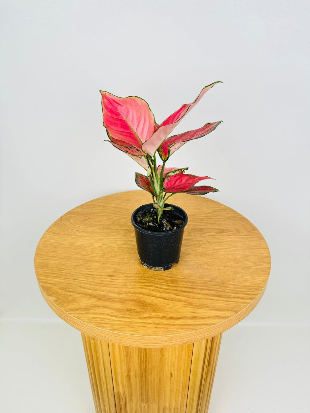 aglaonema red fountain Aglaonema Red Fountain | Uprooted