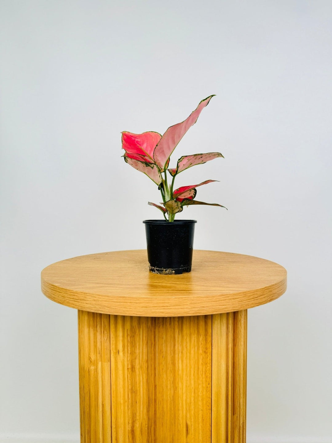 aglaonema red fountain plant Aglaonema Red Fountain | Uprooted