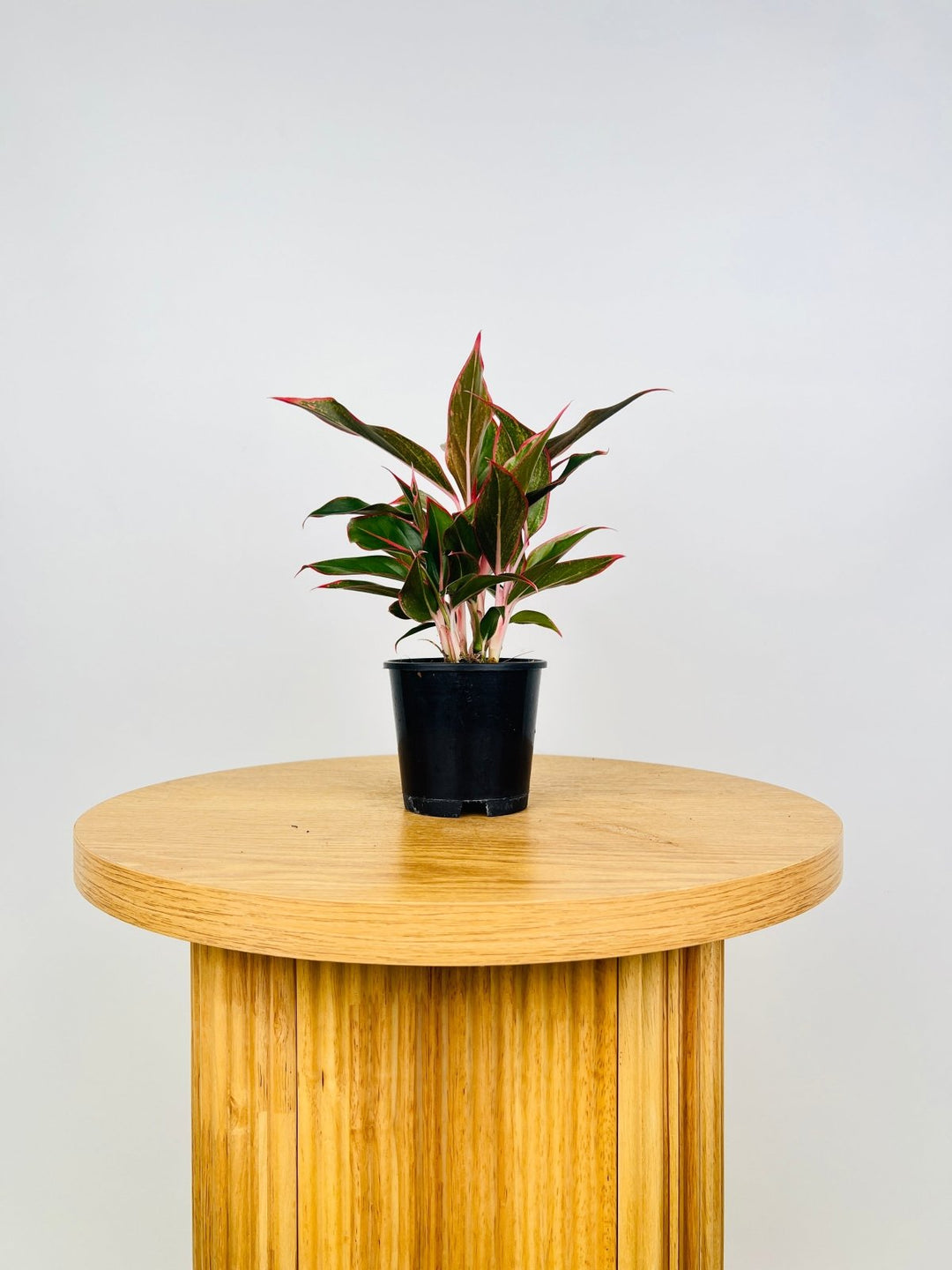aglaonema red gold Aglaonema Commutatum - Red Gold | Uprooted