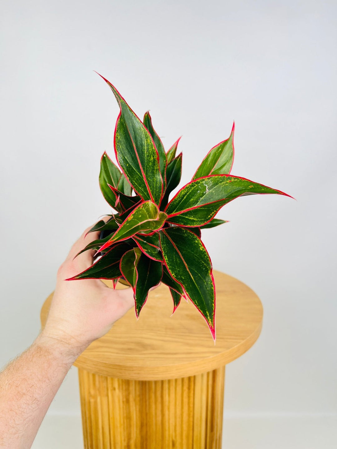 aglaonema red gold care Aglaonema Commutatum - Red Gold | Uprooted