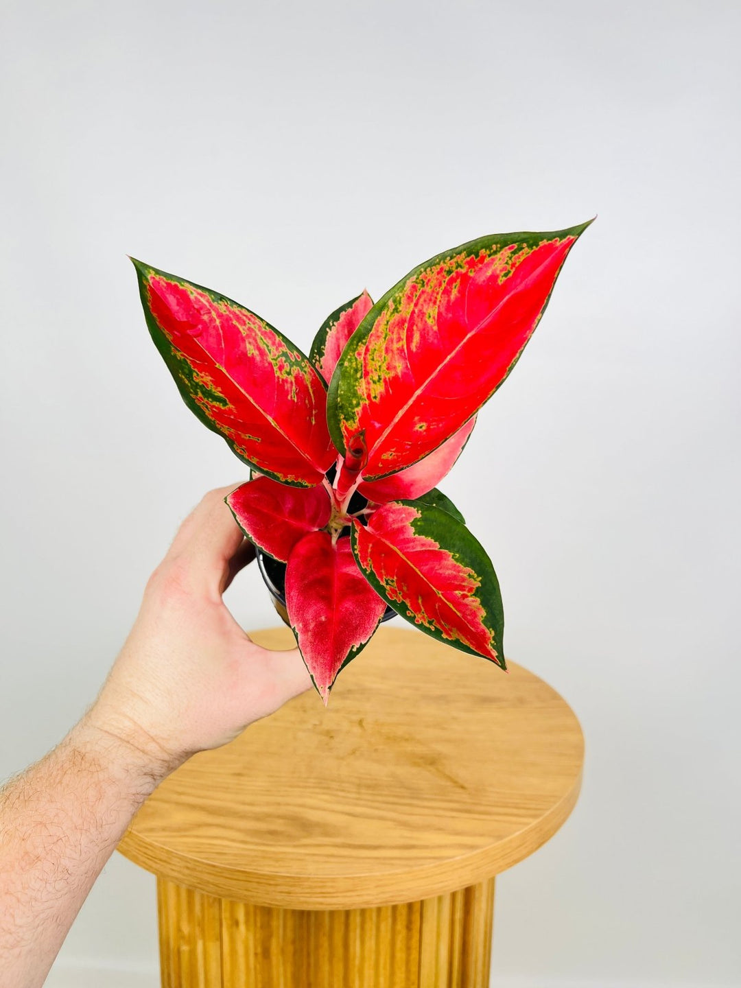aglaonema red suksom x jaipong Aglaonema Commutatum - Suksom Jaipong | Uprooted