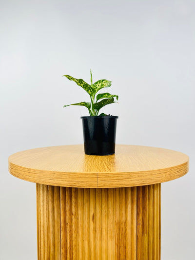 Aglaonema Eileen | Uprooted
