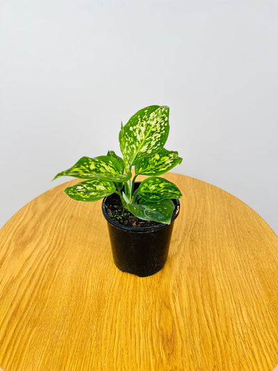 Aglaonema Eileen | Uprooted