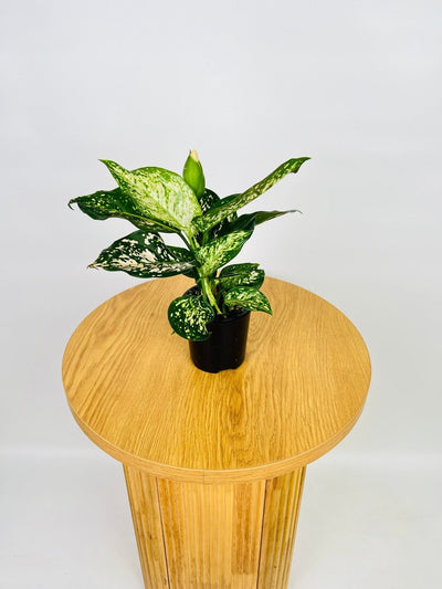 Aglaonema Eileen | Uprooted