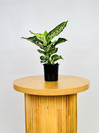 Aglaonema Eileen | Uprooted