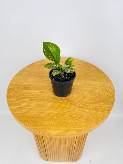 Aglaonema Favonian | Uprooted