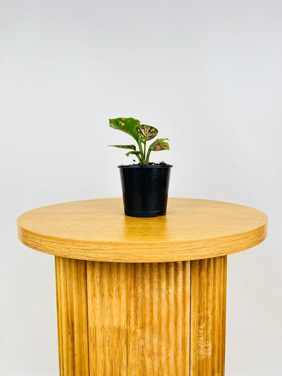 Aglaonema Favonian | Uprooted
