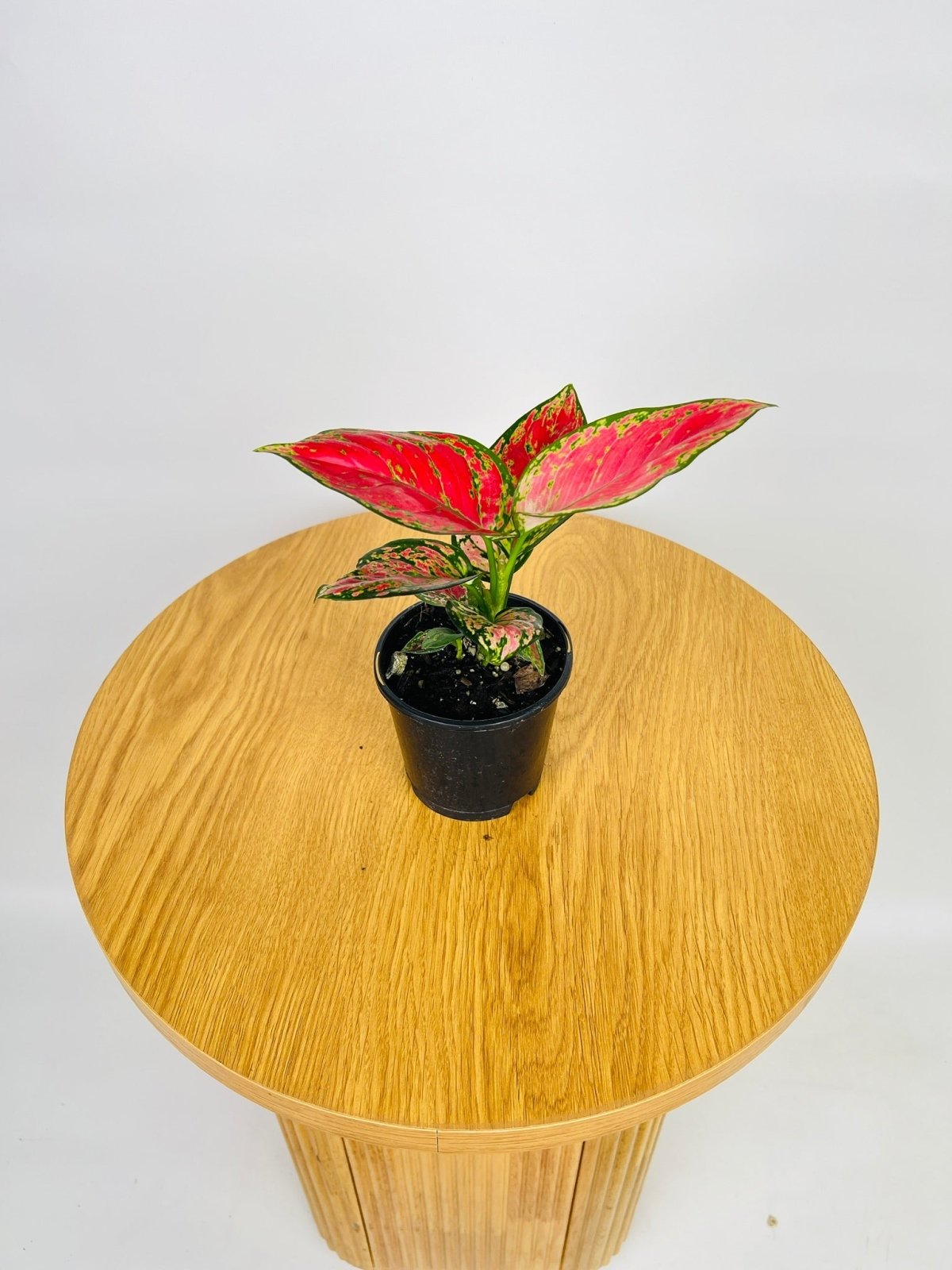 Aglaonema Katrina | Uprooted