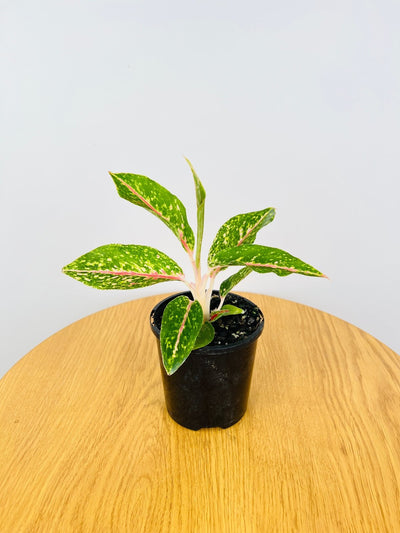 Aglaonema Night Sparkle | Uprooted