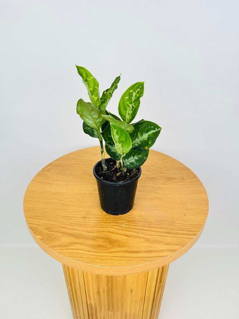aglaonema pictum tricolour australia Aglaonema Pictum Tricolour | Uprooted