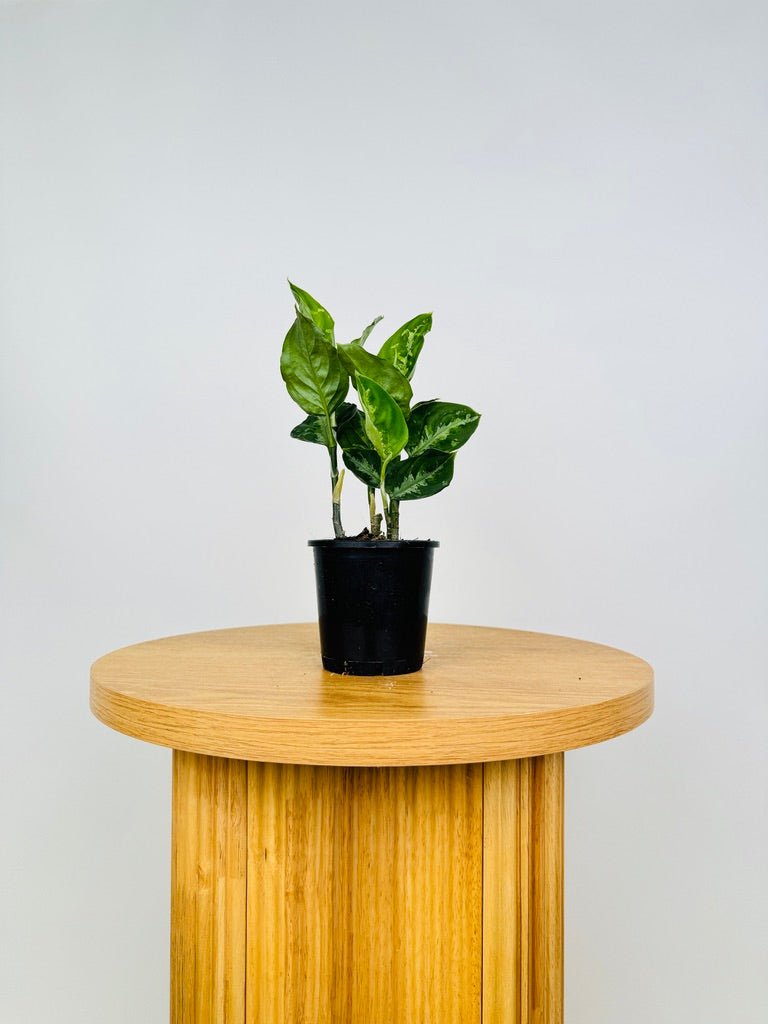 aglaonema pictum australia Aglaonema Pictum Tricolour | Uprooted