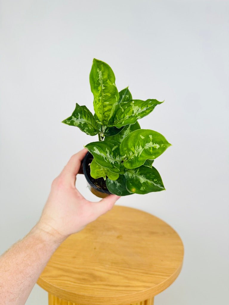 aglaonema pictum australia Aglaonema Pictum Tricolour | Uprooted