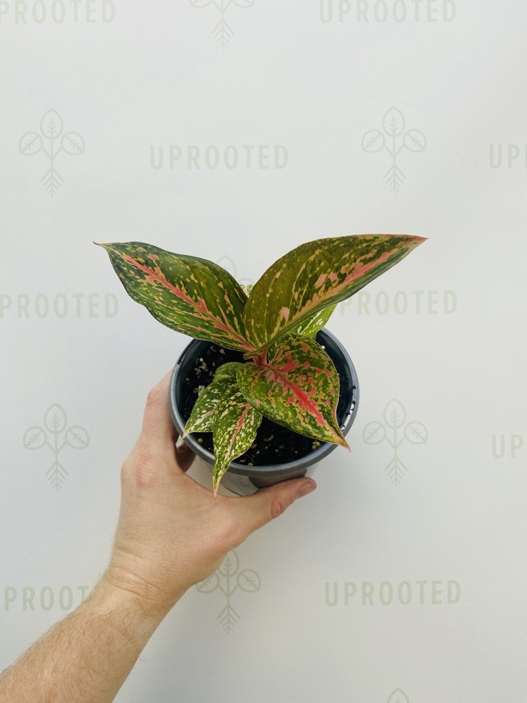 Aglaonema Red Fire | Uprooted