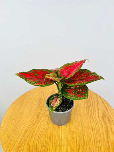 Aglaonema Red Valentine | Uprooted