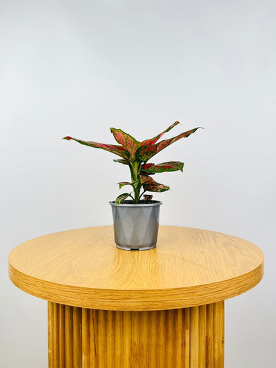 Aglaonema Red Valentine | Uprooted