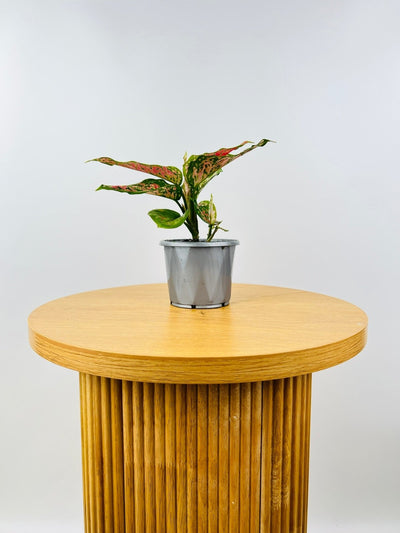 Aglaonema Red Valentine | Uprooted