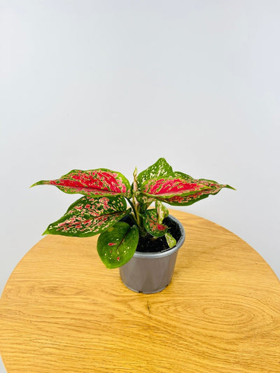 Aglaonema Red Valentine | Uprooted