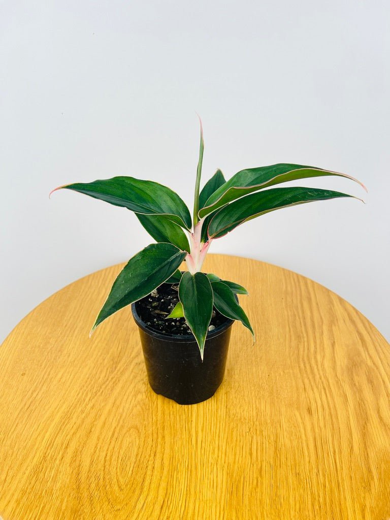 aglaonema saphire Aglaonema Sapphire | Uprooted