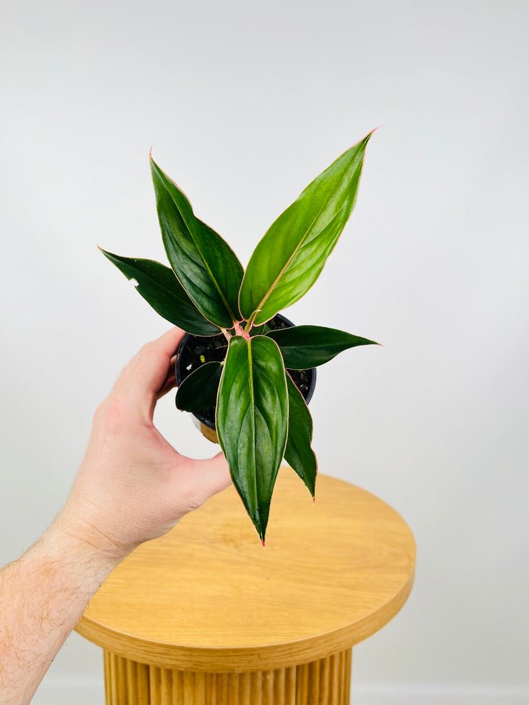 aglaonema sapphire suzanne Aglaonema Sapphire | Uprooted