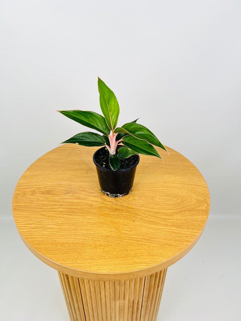 aglaonema saphire Aglaonema Sapphire | Uprooted