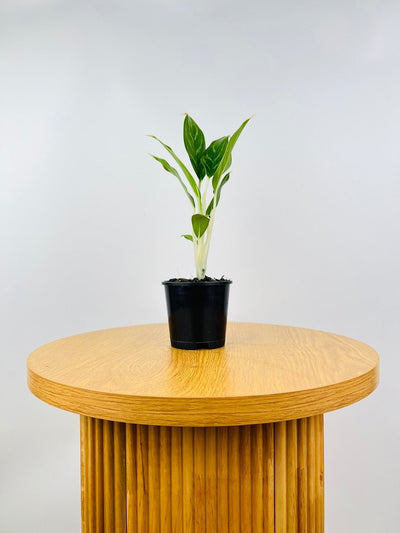 Aglaonema Snow White | Uprooted