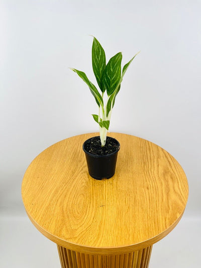 Aglaonema Snow White | Uprooted