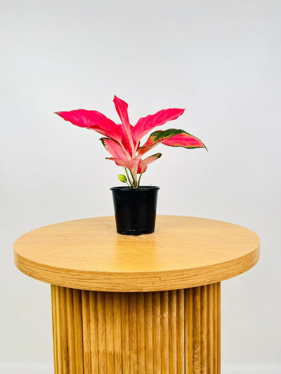 Aglaonema Spitfire | Uprooted