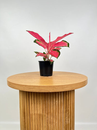 Aglaonema Spitfire | Uprooted