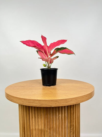 Aglaonema Spitfire | Uprooted