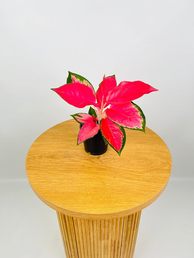 Aglaonema Spitfire | Uprooted