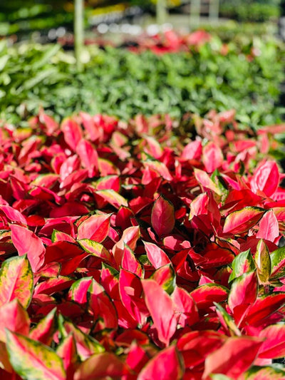 Aglaonema Spitfire | Uprooted