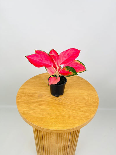 Aglaonema Spitfire | Uprooted