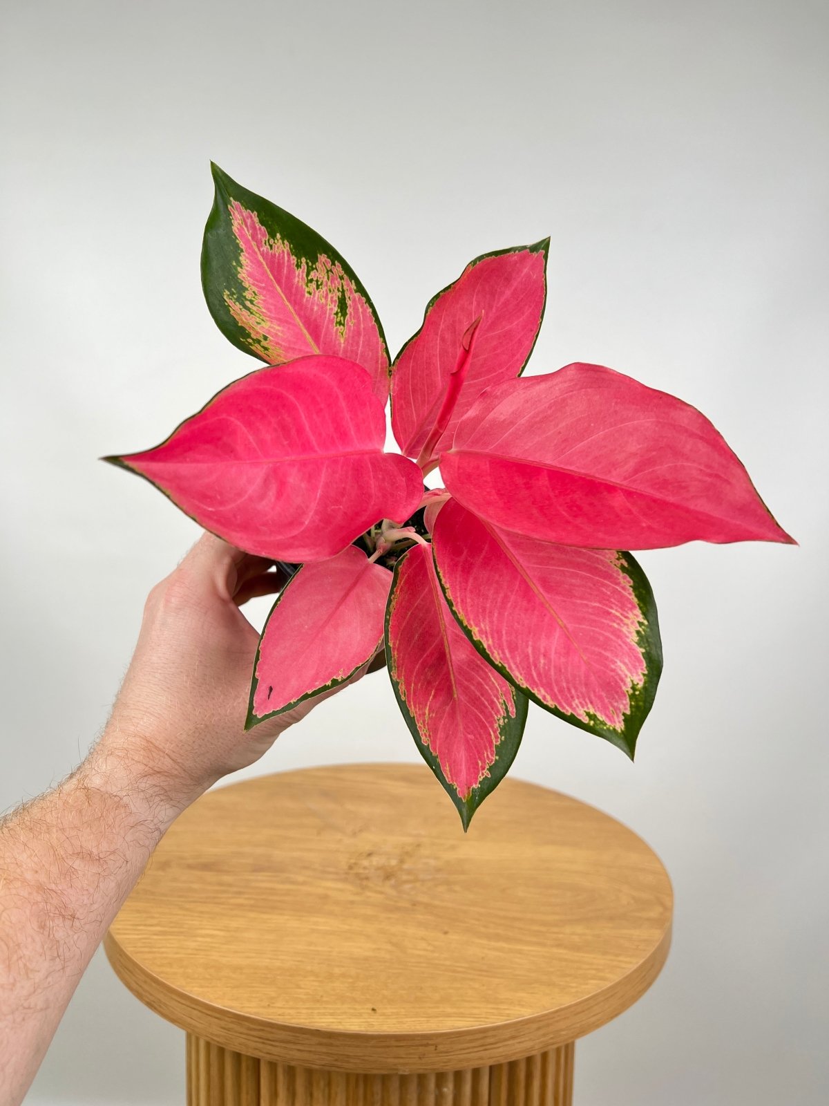 Aglaonema Spitfire | Uprooted