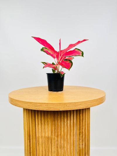 Aglaonema Spitfire | Uprooted